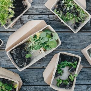 ¿Conoces la diferencia entre Biodegradable y Compostable?